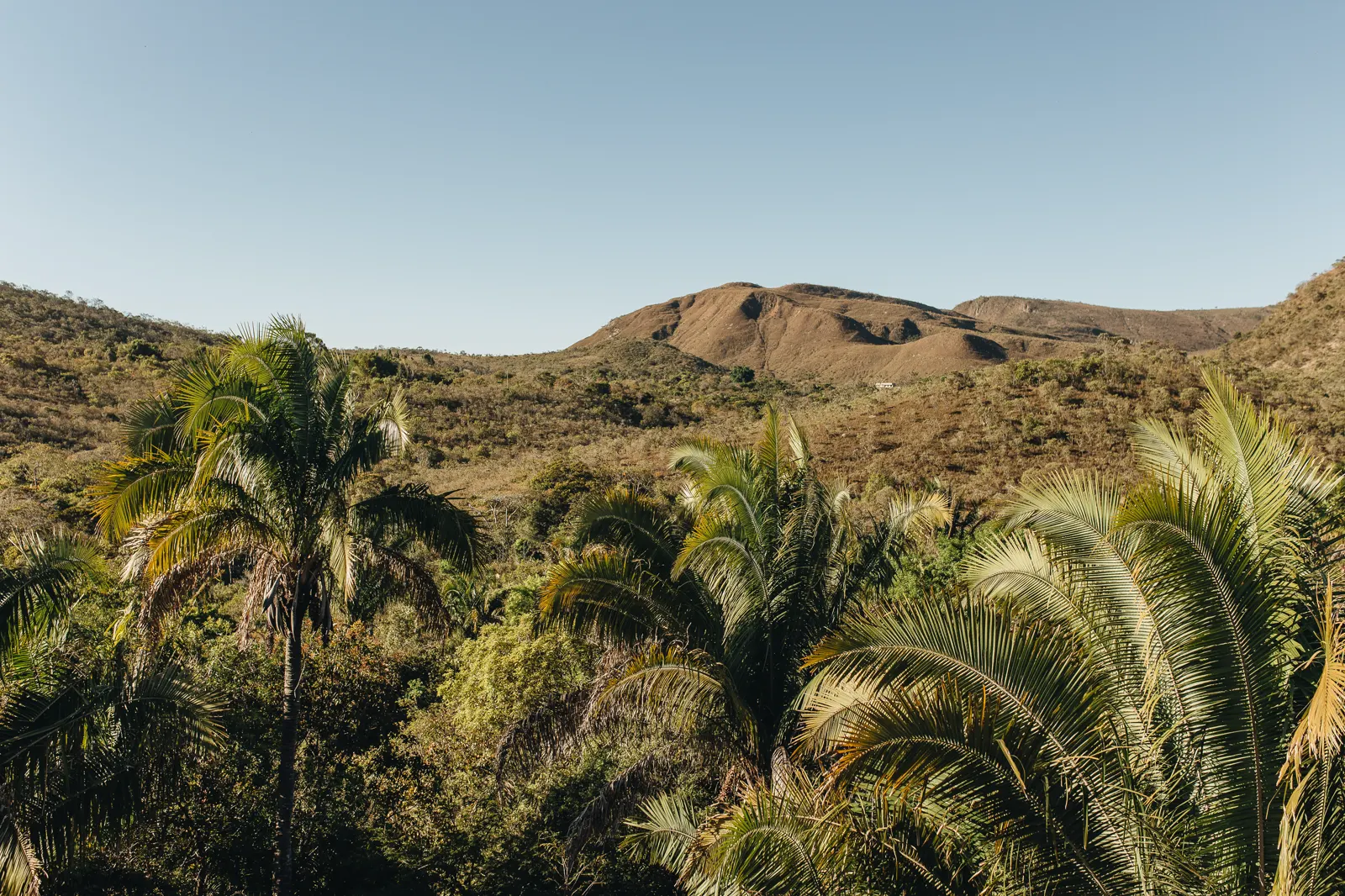 Palm trees and the Cerrado hills at Ashiyana Brasil
