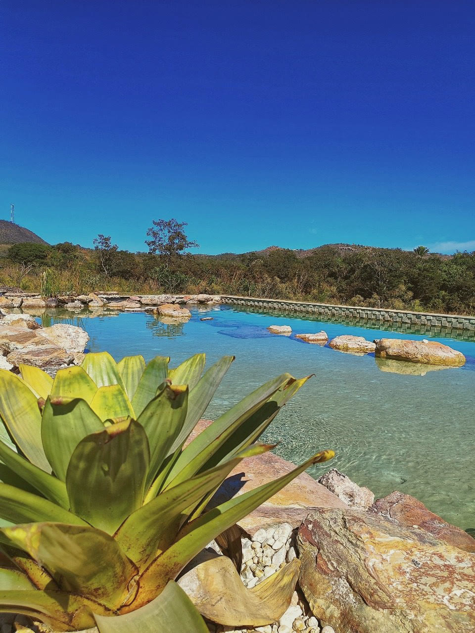 Native Cerrado bromeliad by the lake