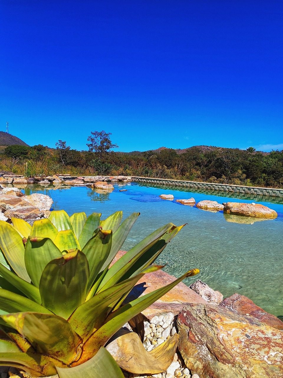 Bromélia nativa do Cerrado à beira do lago